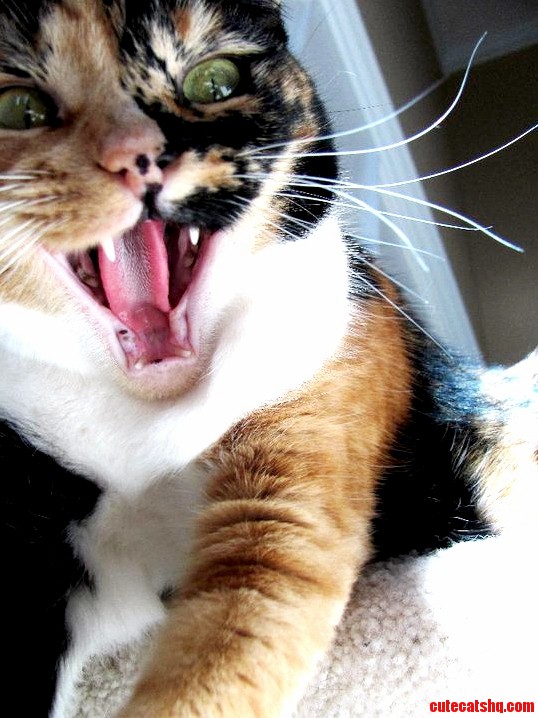 Guinness Just the Typical Crazy Tortie.