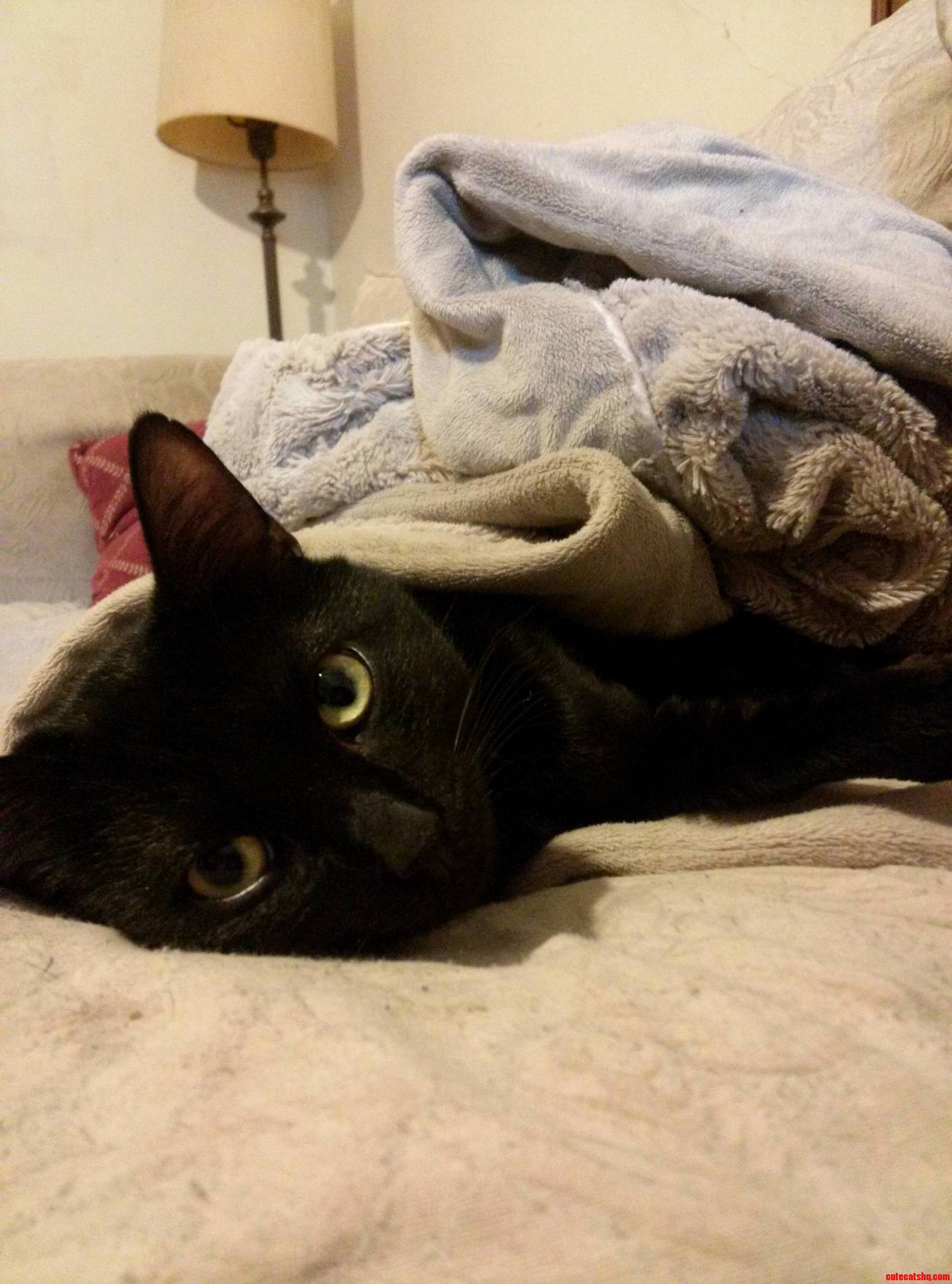 Guy Wanted to Join in on Black Cat Friday.