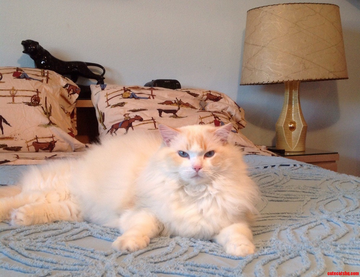 Handsome Fella Is Seven Years Old Today