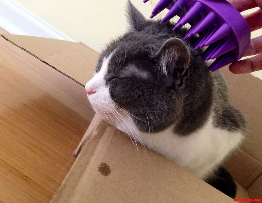 Happiness Is a Groom in a Box. Note the Drool Spot.
