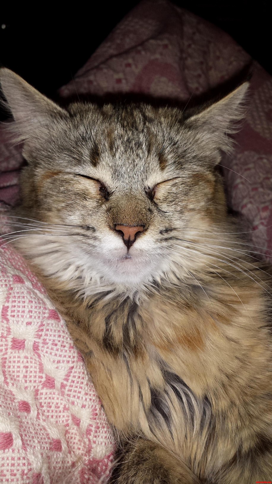 Happy As Can Be