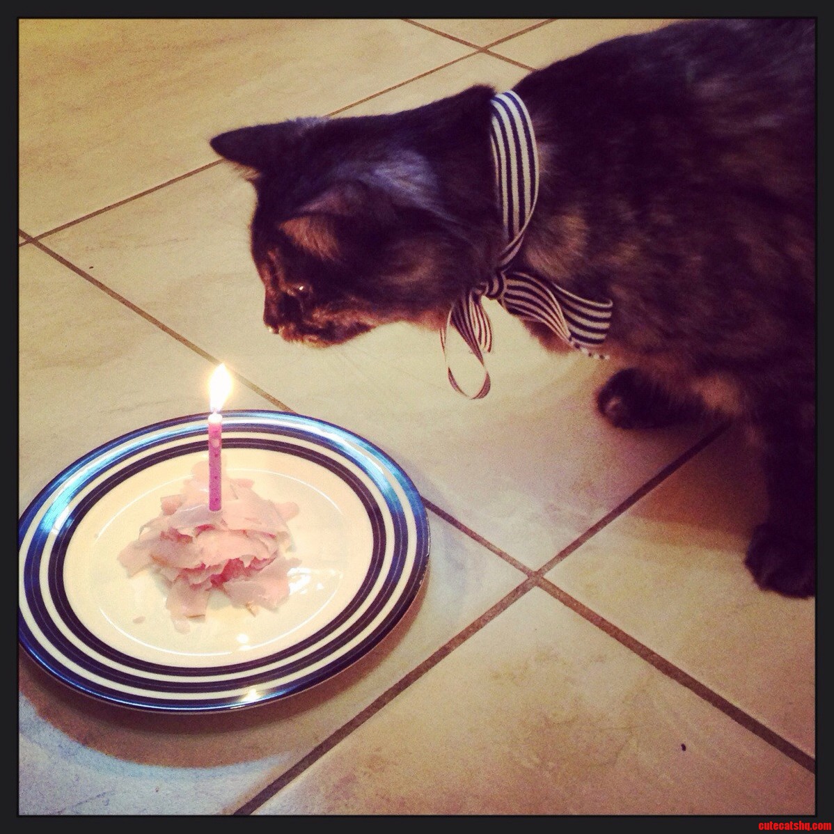 Happy Birthday Stella Today She Turns 2