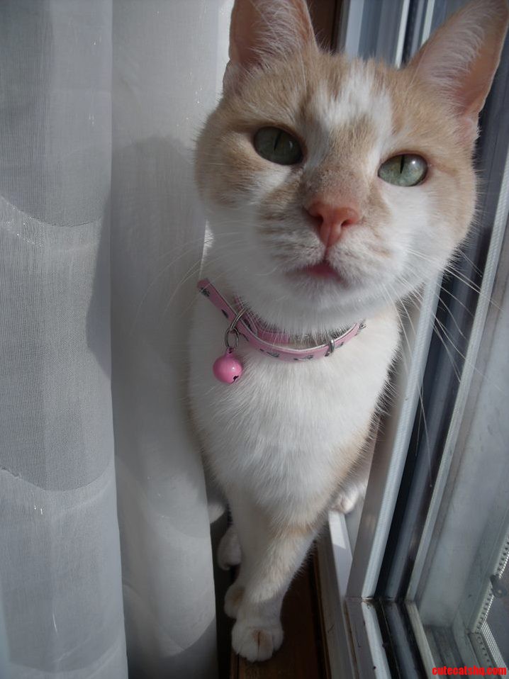 Happy Birthday Suki Shes 10 Today 3