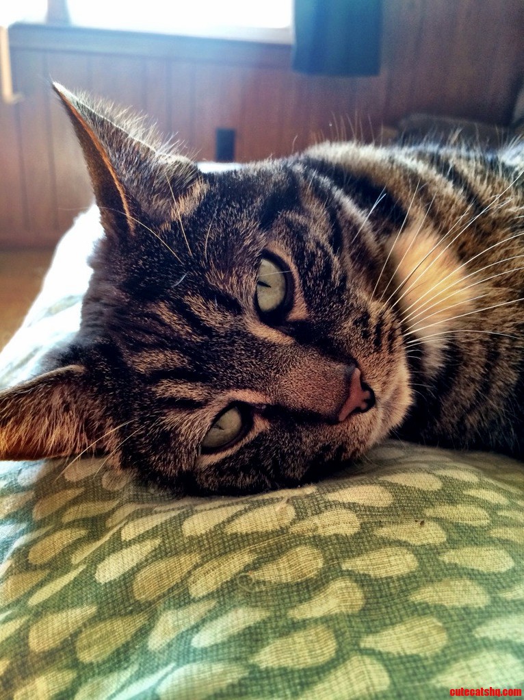 Happy Caturday