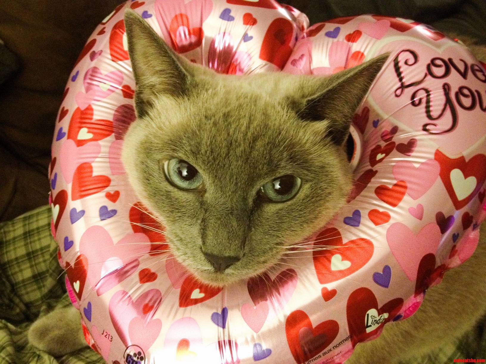 Happy Valentines Day Rcats