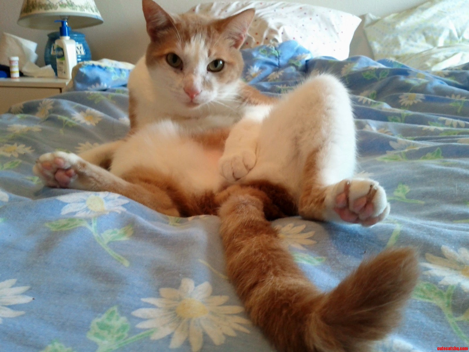 Harley Would Like to Give a Shout Out to the Ladies