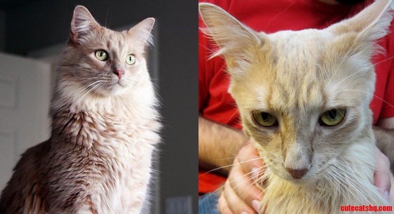Have You Ever Un-fluff-i-fied Your Fluffy Cats Head Andy Looks So Sad When Hes a Mister Skinny Head