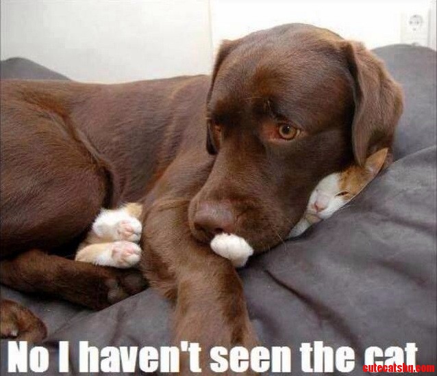 Have You Seen the Cat