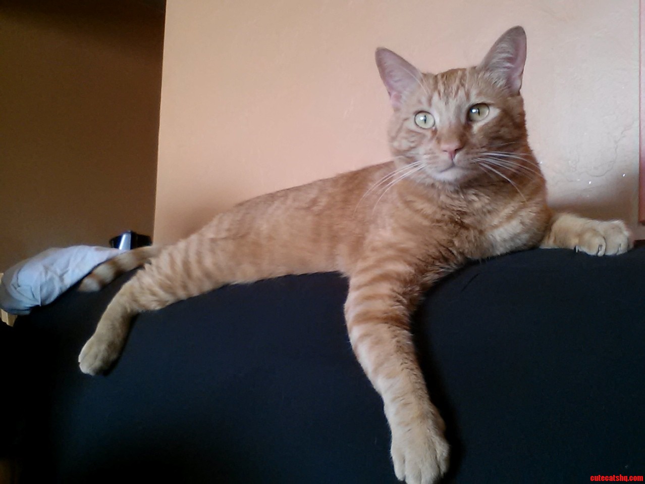 Have You Seen This Cat Because He Is Awesome -