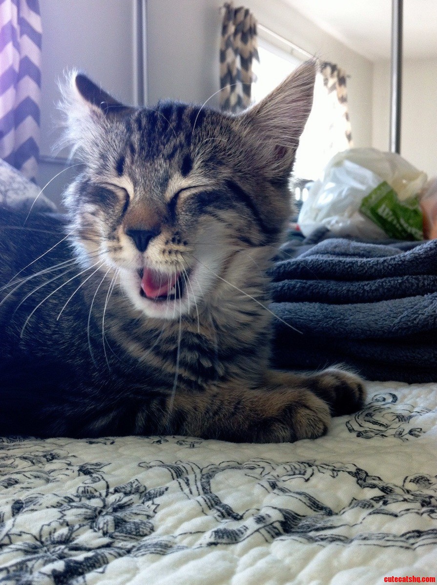 He Cant Get Enough of My Silly One-liner Kitten Jokes