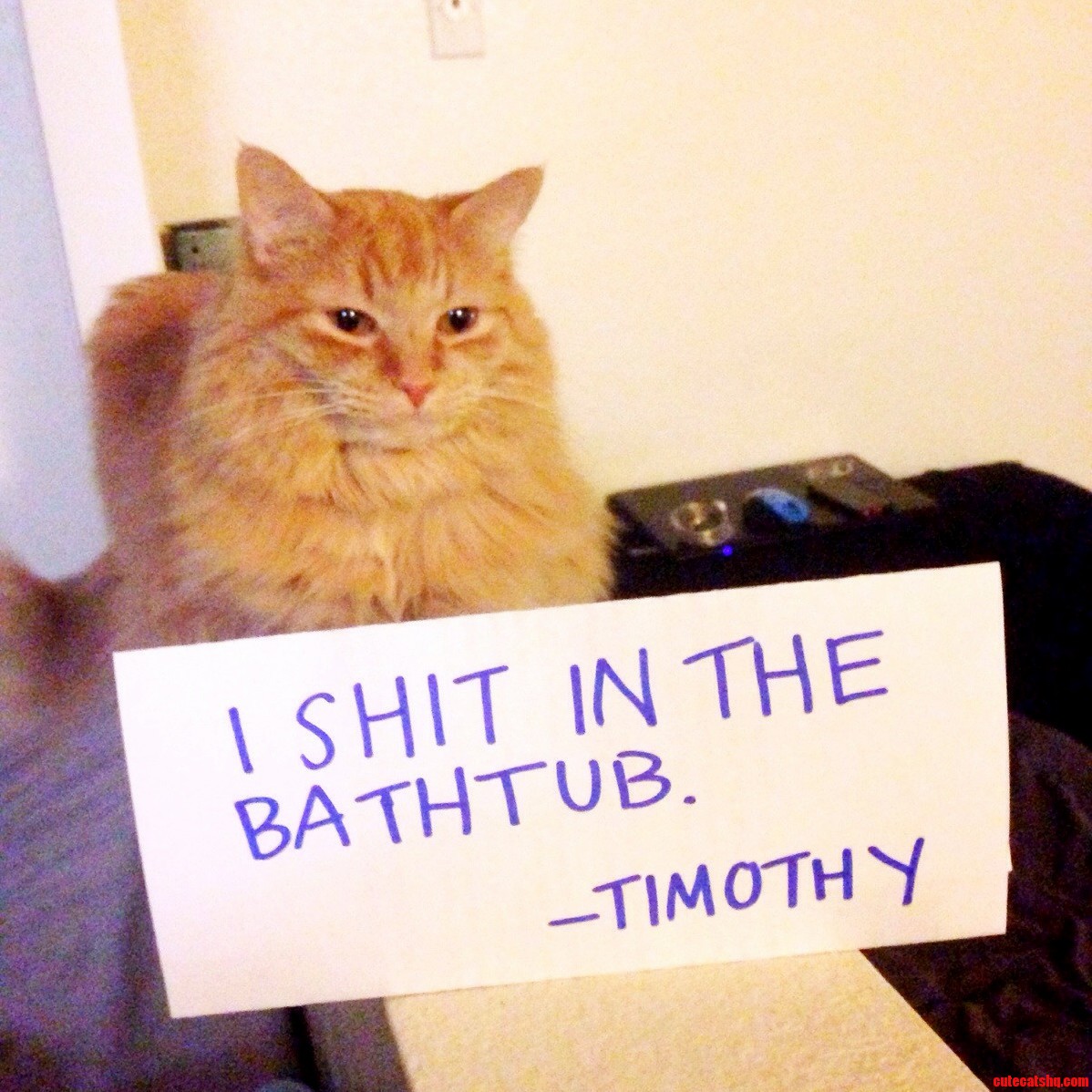 He Has a Perfectly Good Litterbox and Yet...