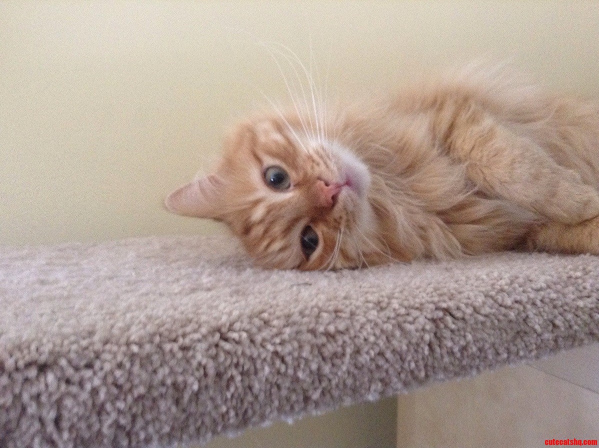He Just Lays at the Same Place Like This Every Day
