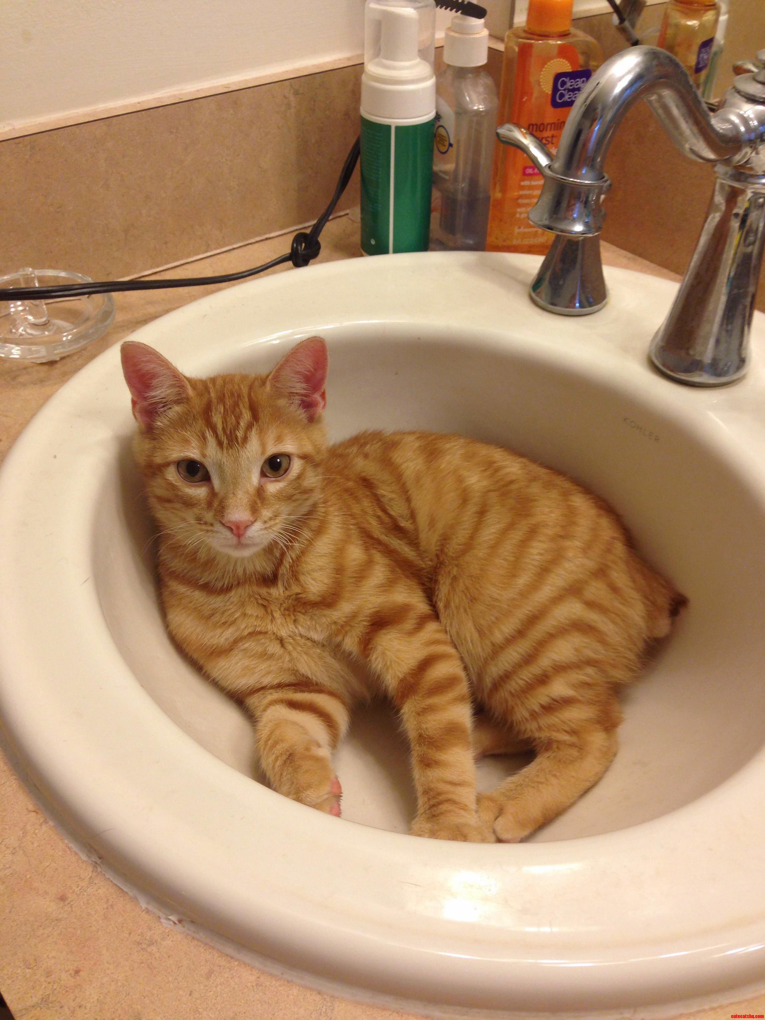 He Lost His Tail While Trying to Stay Warm in a Car Engine. I Adopted Him Now He Warms My Heart.