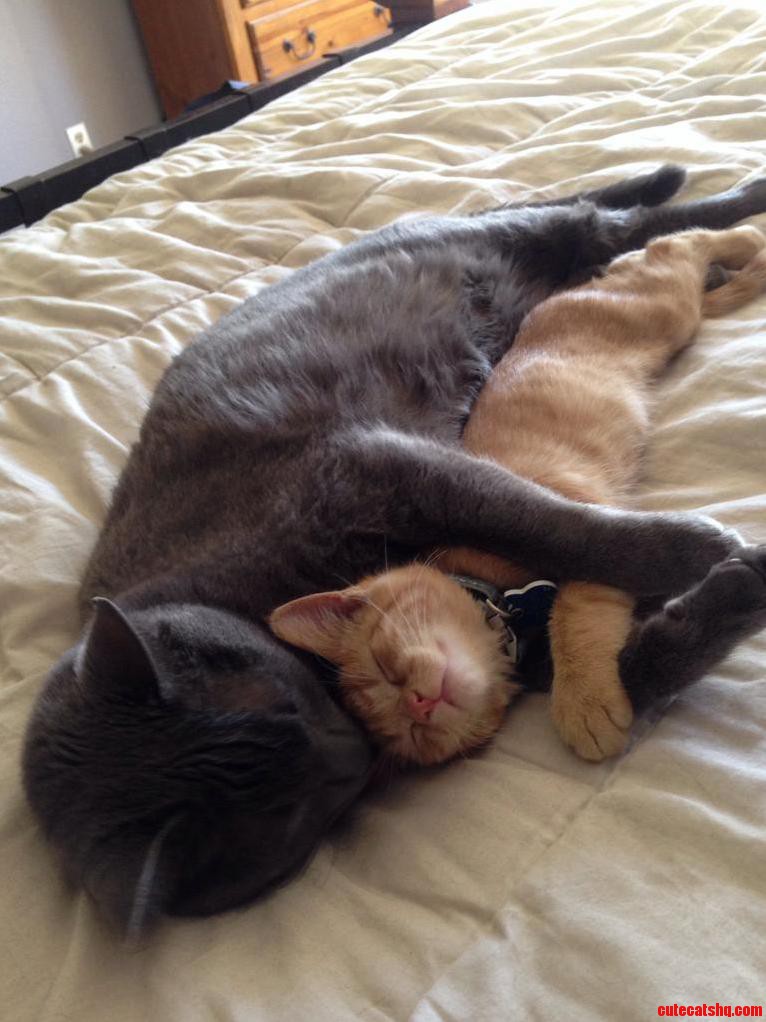 He Loves His New Little Bro