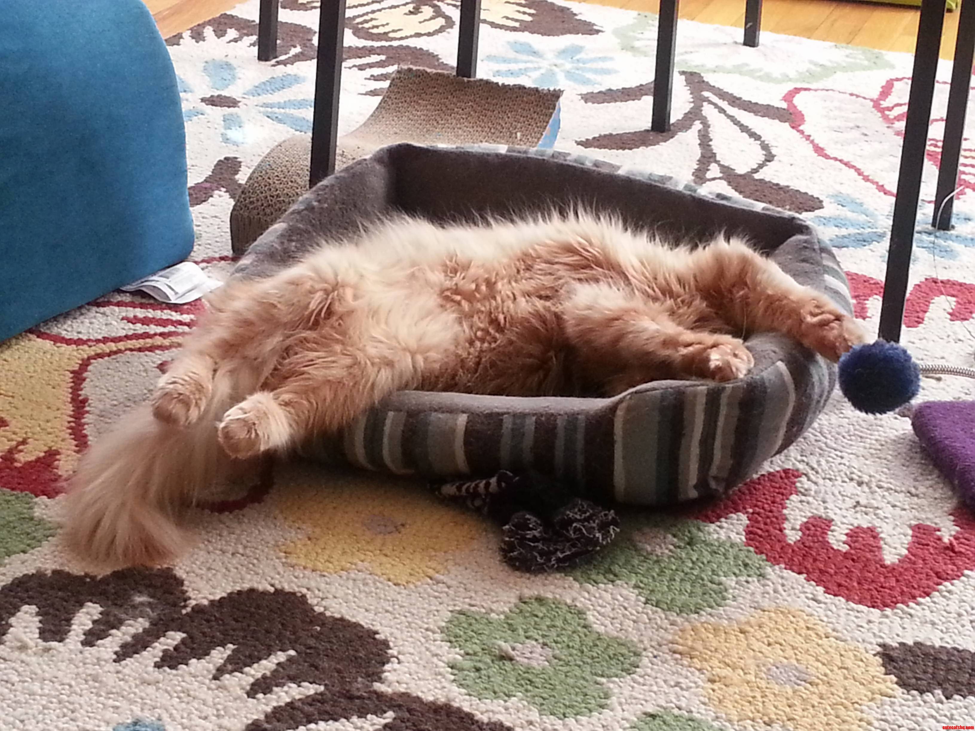 He Must Be Dreaming About Flying