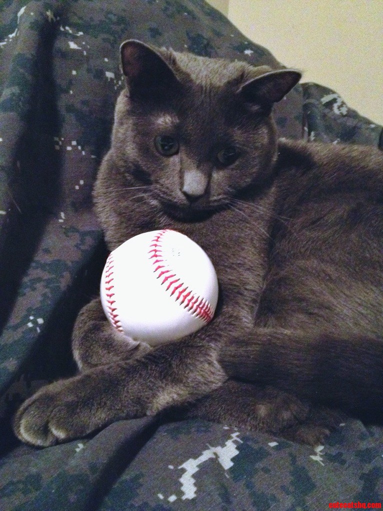 Heard You Liked Cats. Heres One With. Baseball