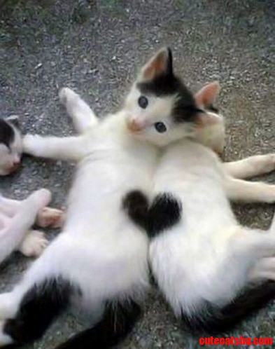 Heart to Heart