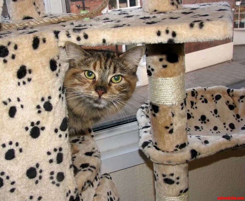 Hello How May I Help Meow