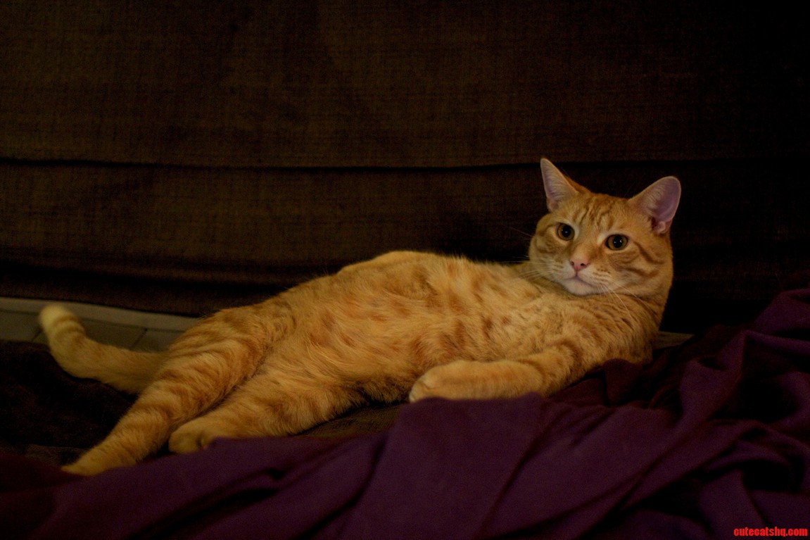 Hello Ladies