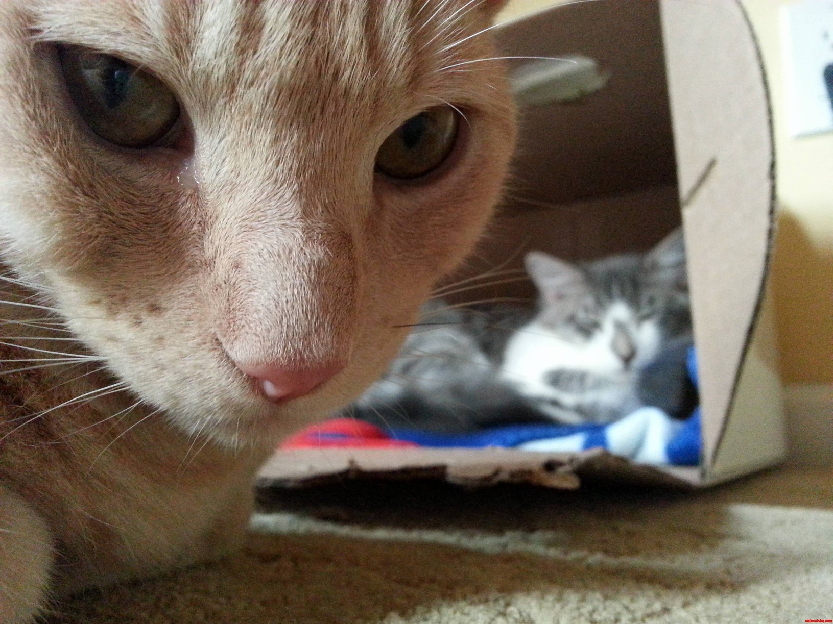 Hello My Ginger.