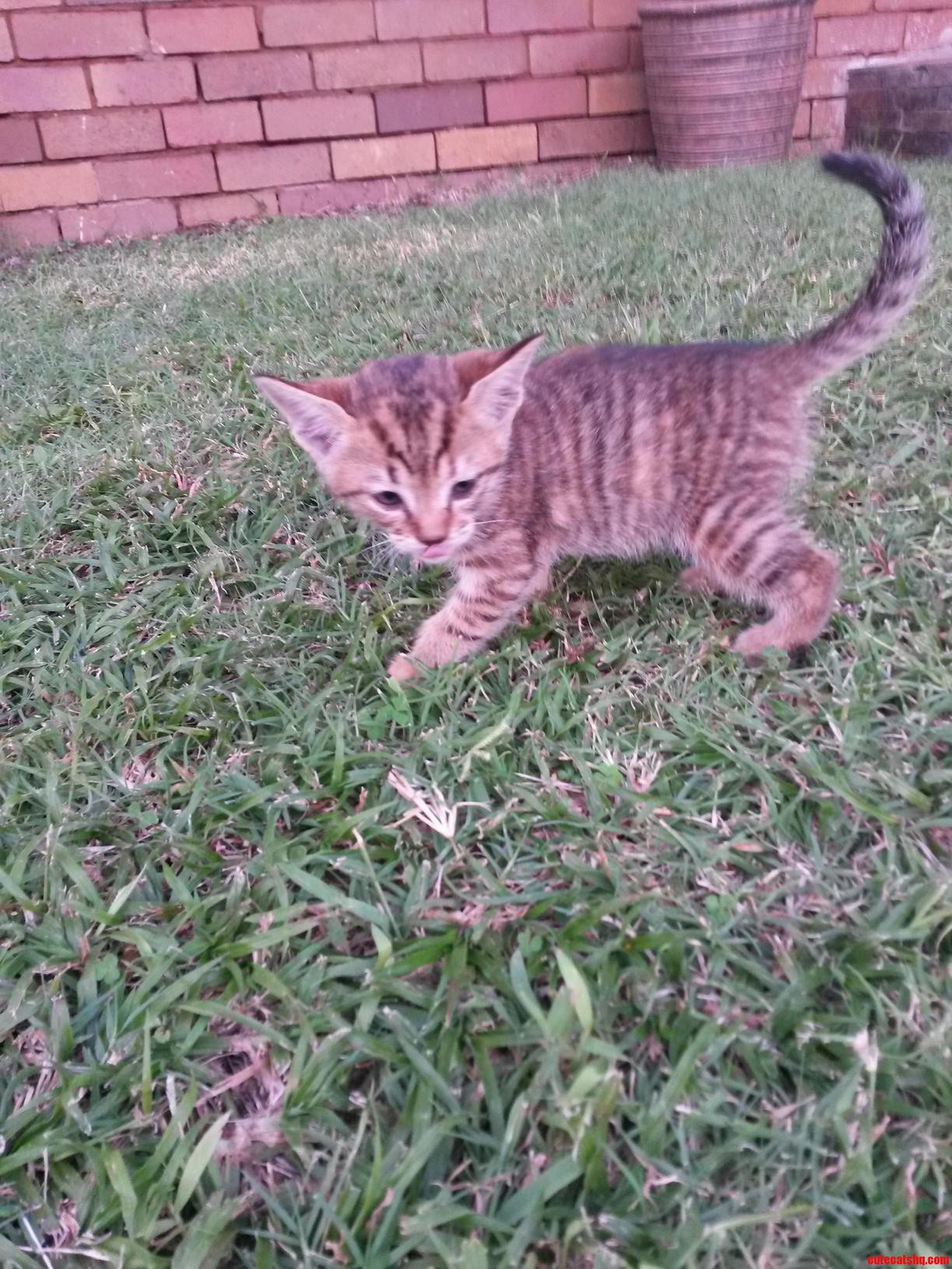 Help Me Name My Cat