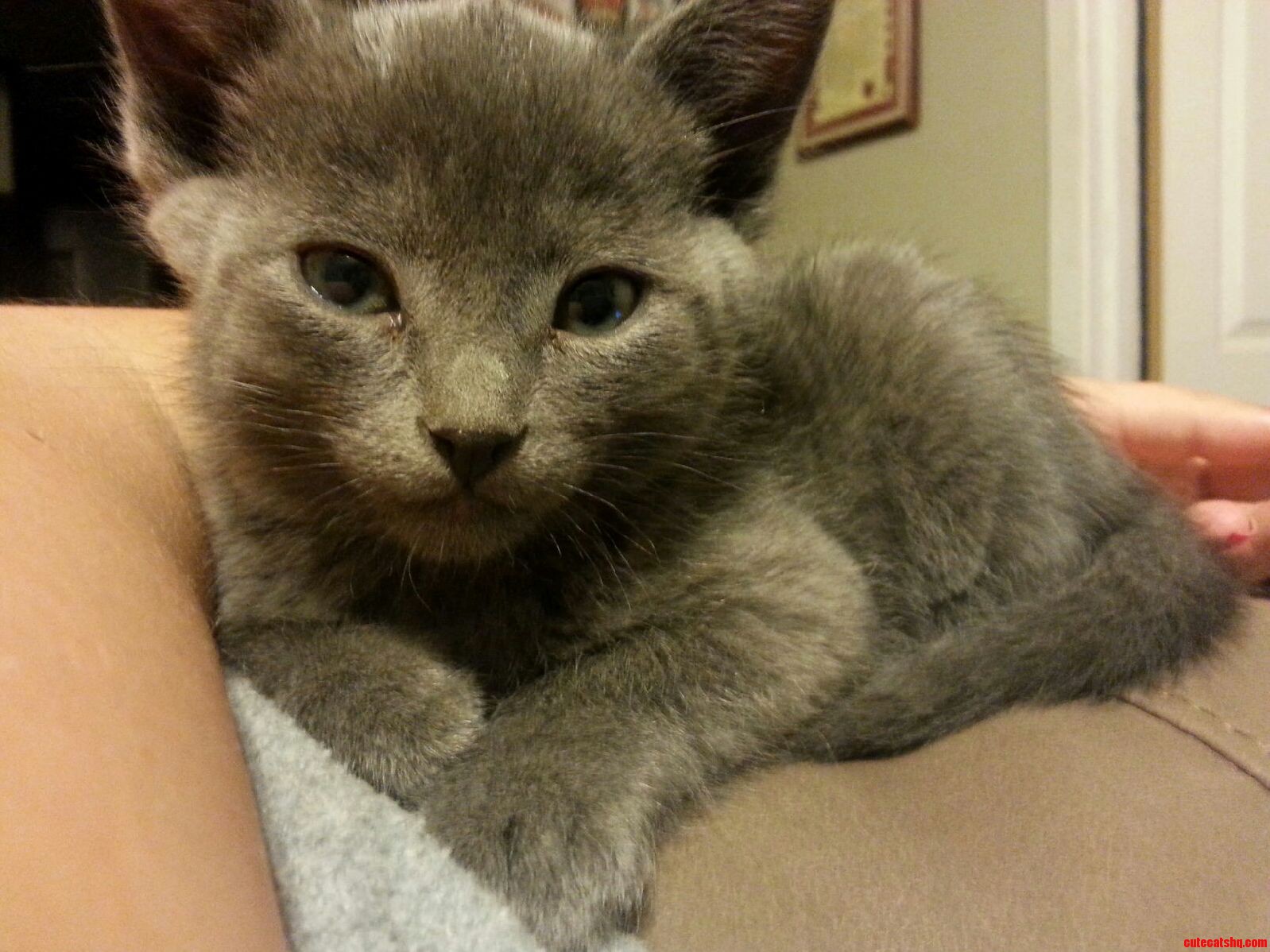 Help Name My Kitten.