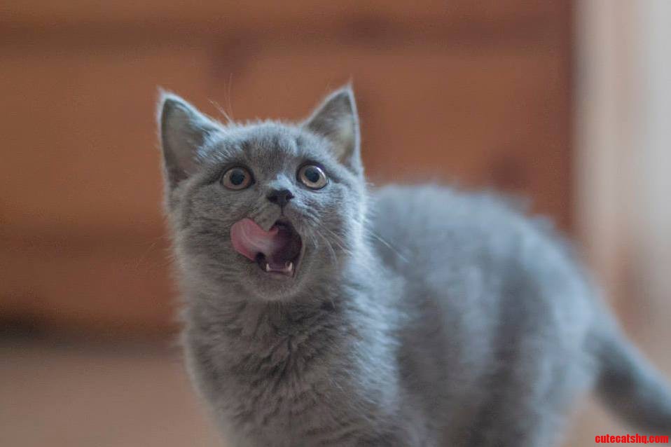 Henry Our 3 Month-old British Shorthair.