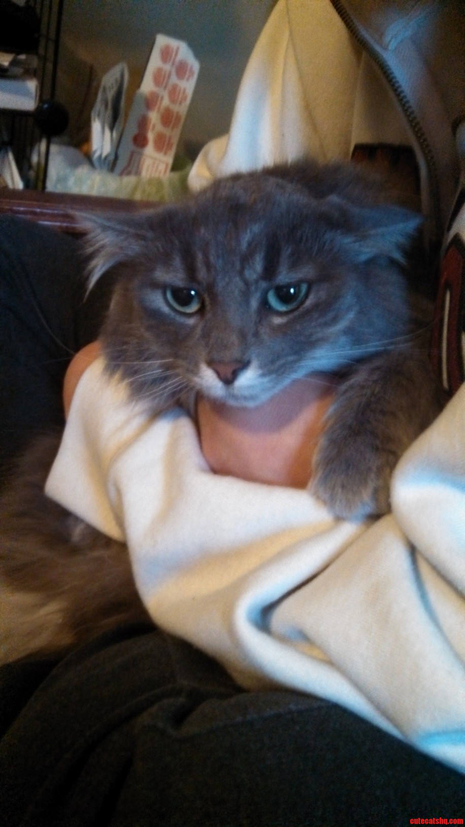 Her Eyes Betray Her Love of Cuddles