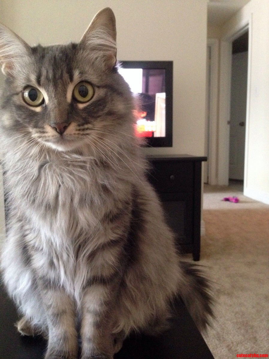 Her Favorite Place to Sit When Its Time to Catch Up on My Shows. Silly.