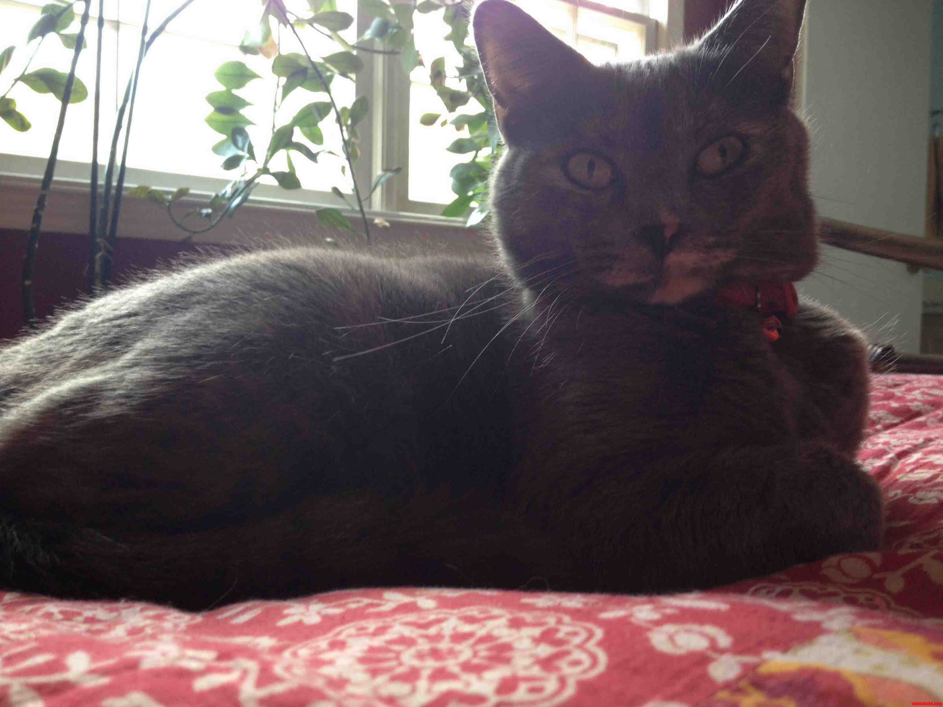 Her Name Is Rainbow and She Is Beautiful.
