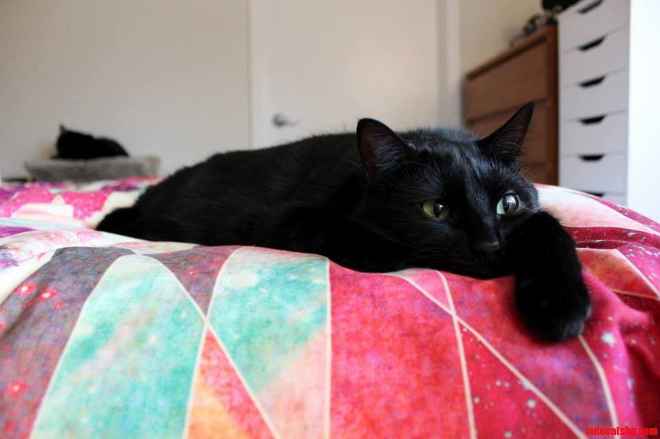 Here Are My Black Cats for Black Cat Friday