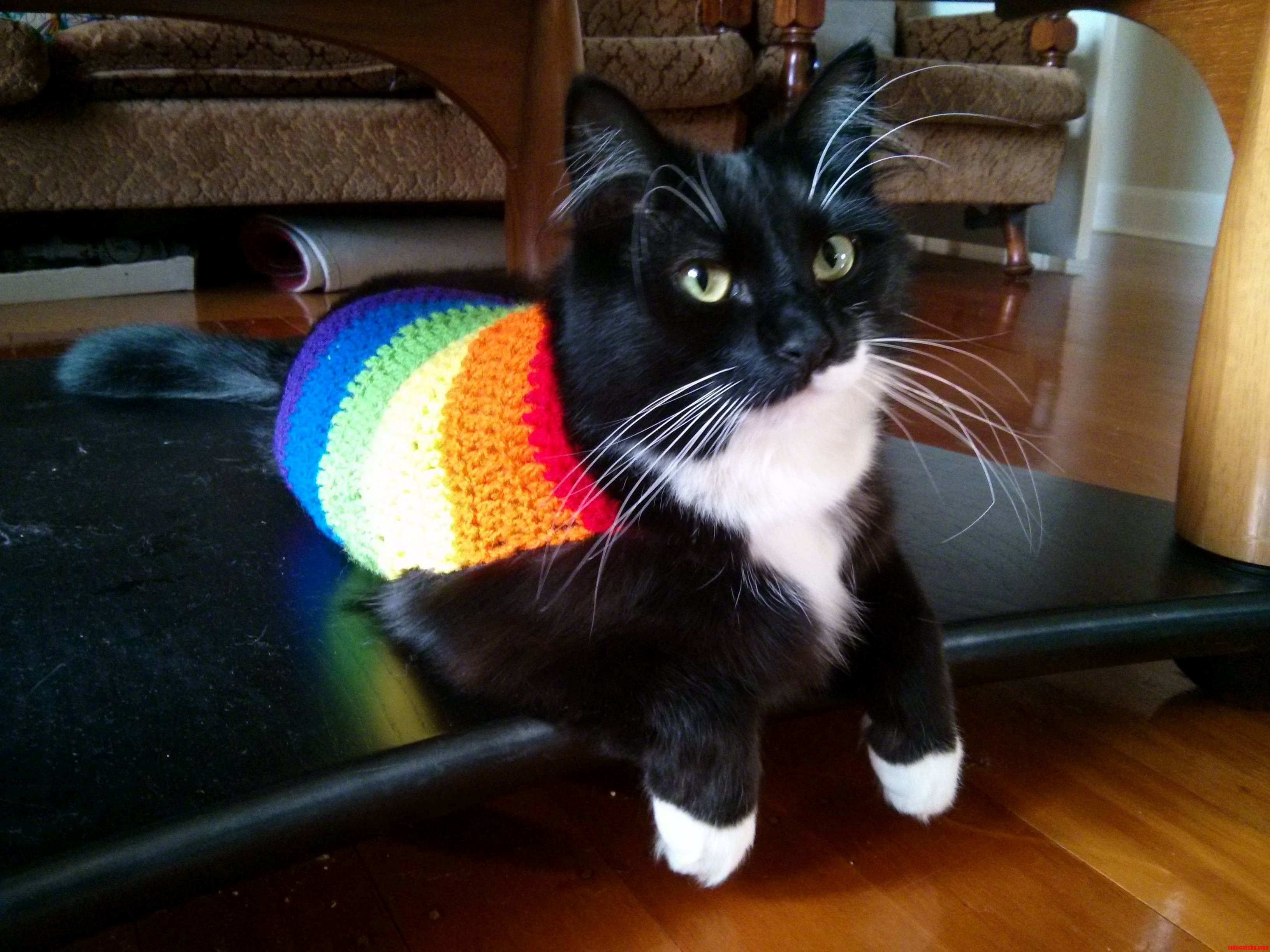 Here Is Figaro for Your Visual Pleasure