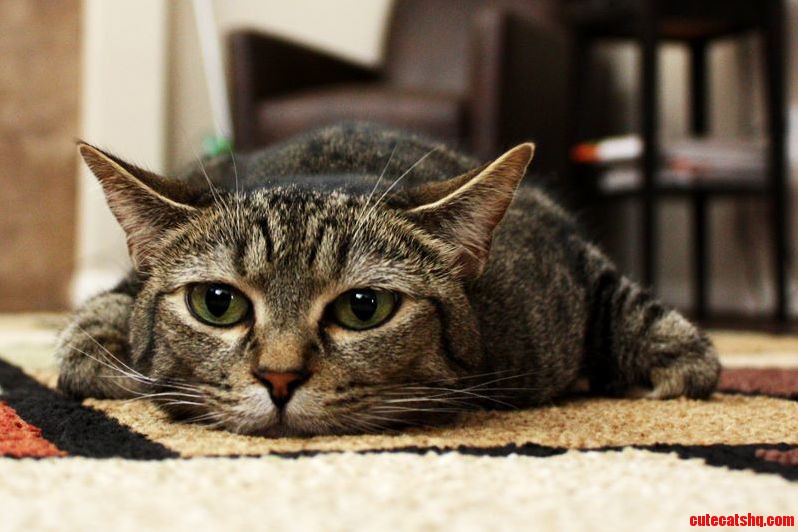 Here Is My Janejane Lying Very Flatly and Looking Ridiculous