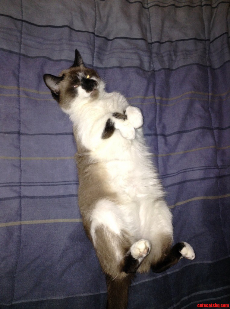 Heres a Cat