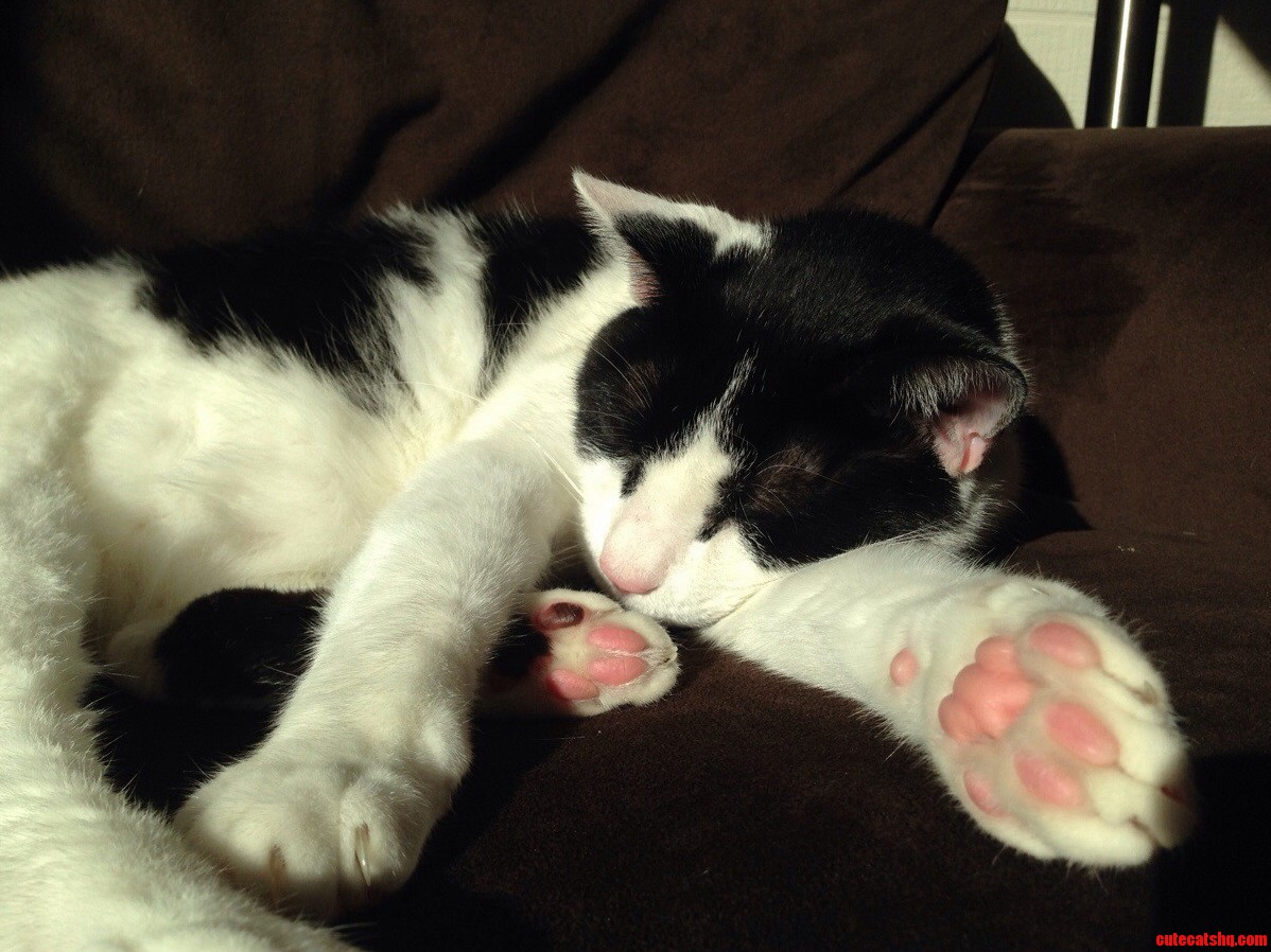 Heres My Cat Mr. Cow Taking a Sun-nap