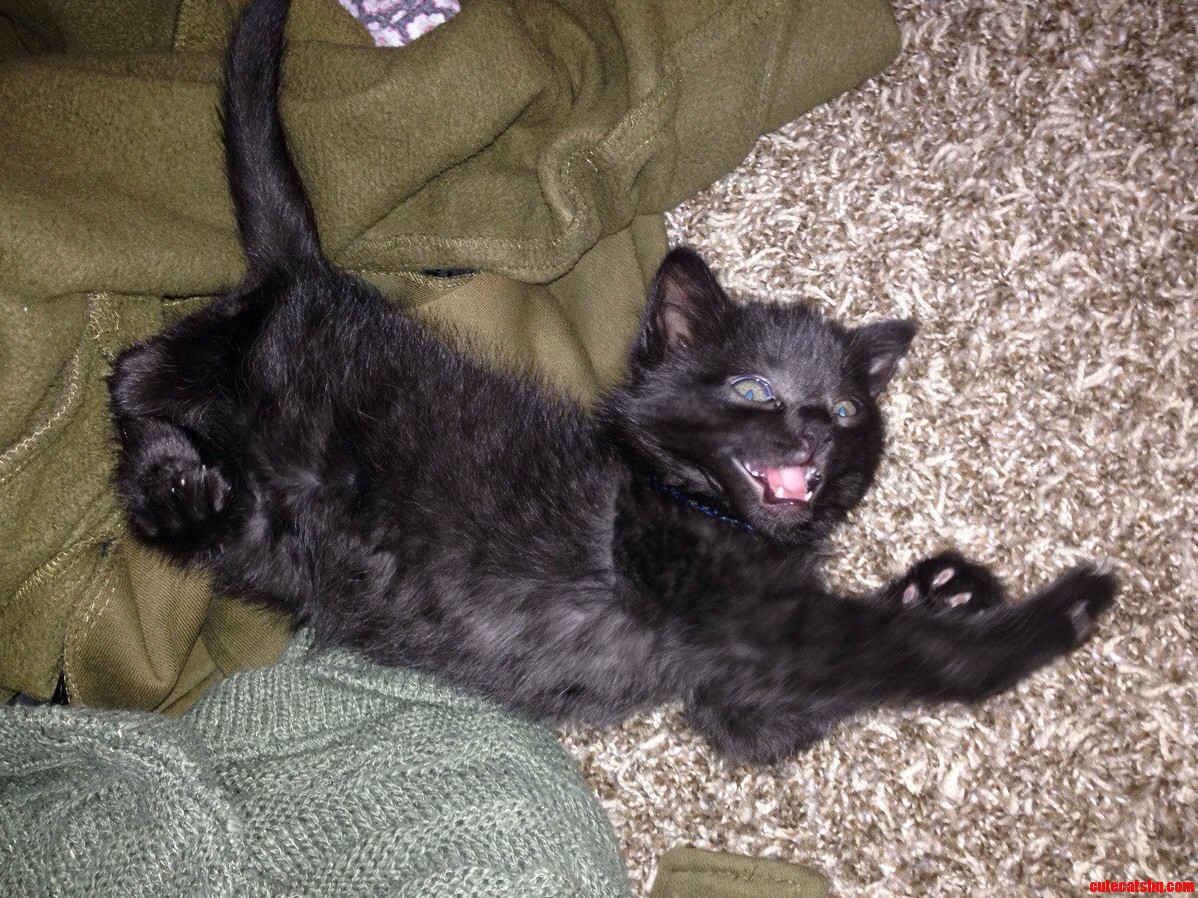Heres My Little Six Week Old Penny Yawning After a Nice Nap