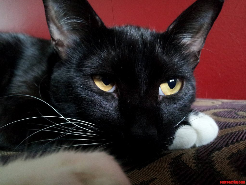 Heres My Mostly Black Cat