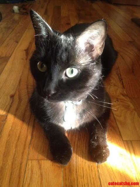 Heres My Terrifying Little Black Cat Obi