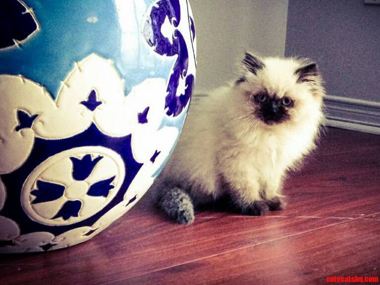 Heres Our Little Monster Napoleon.