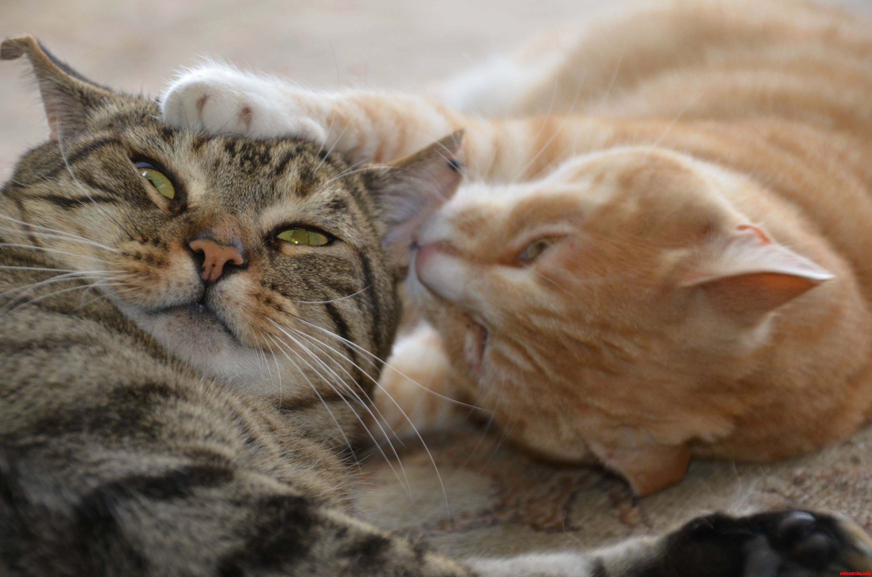 Hes a 14-year-old Fiv-positive Former Stray. Shes a 2-year-old Girl That Just Wants to Play All Day. and Theyre in Love.