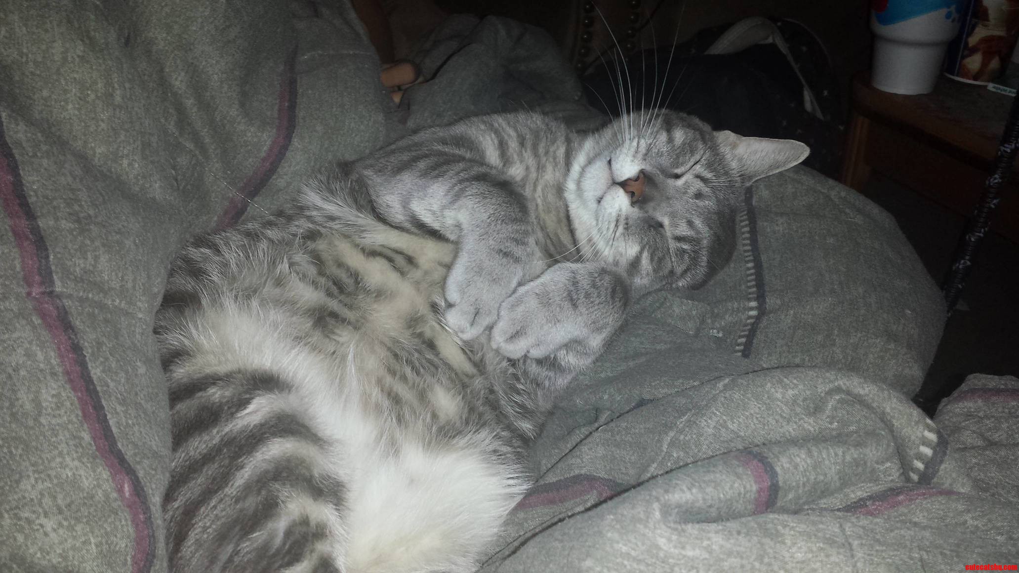 Hes Had a Hard Day Doing Cat Stuff
