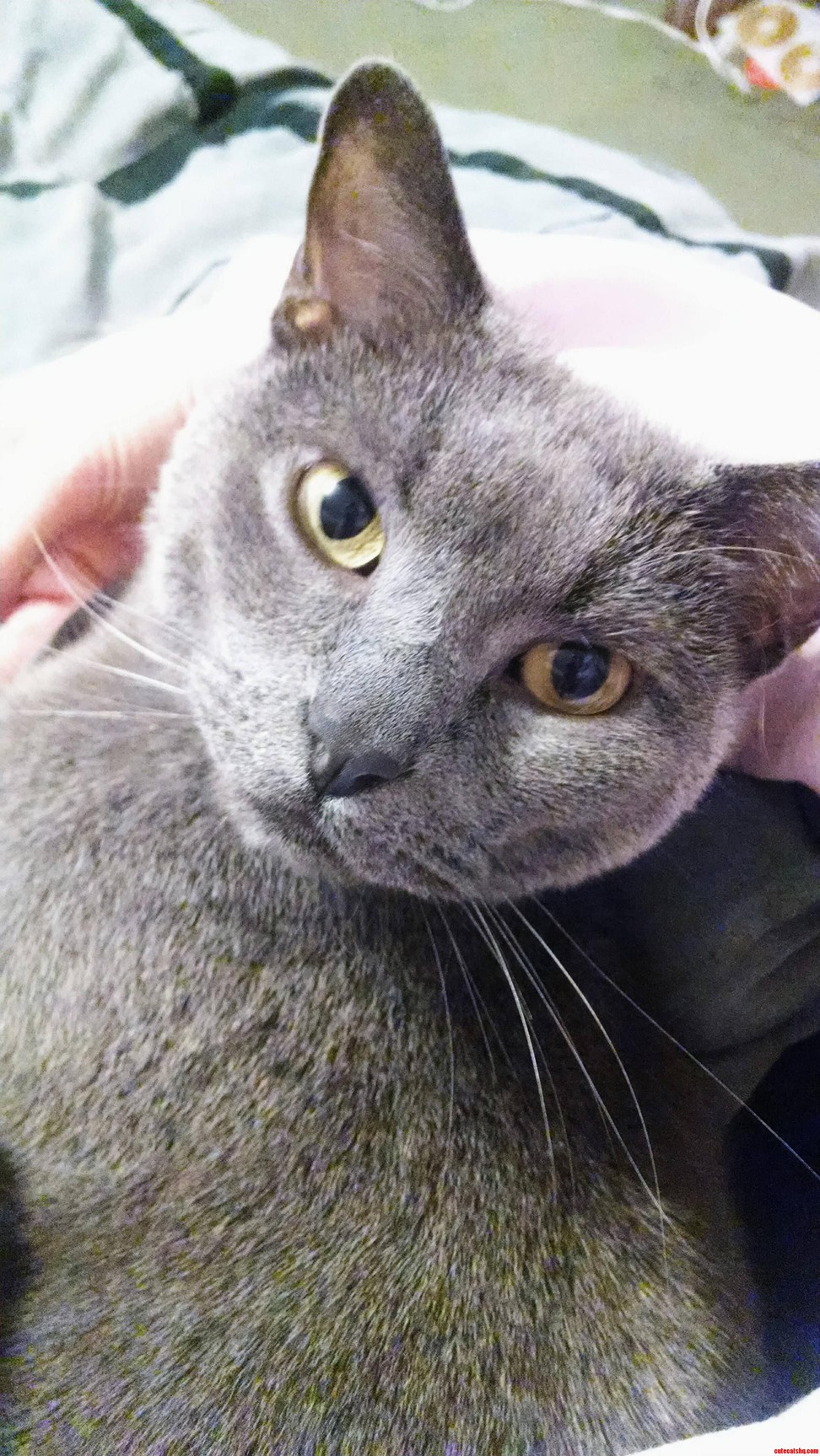 Hes Too Handsome.