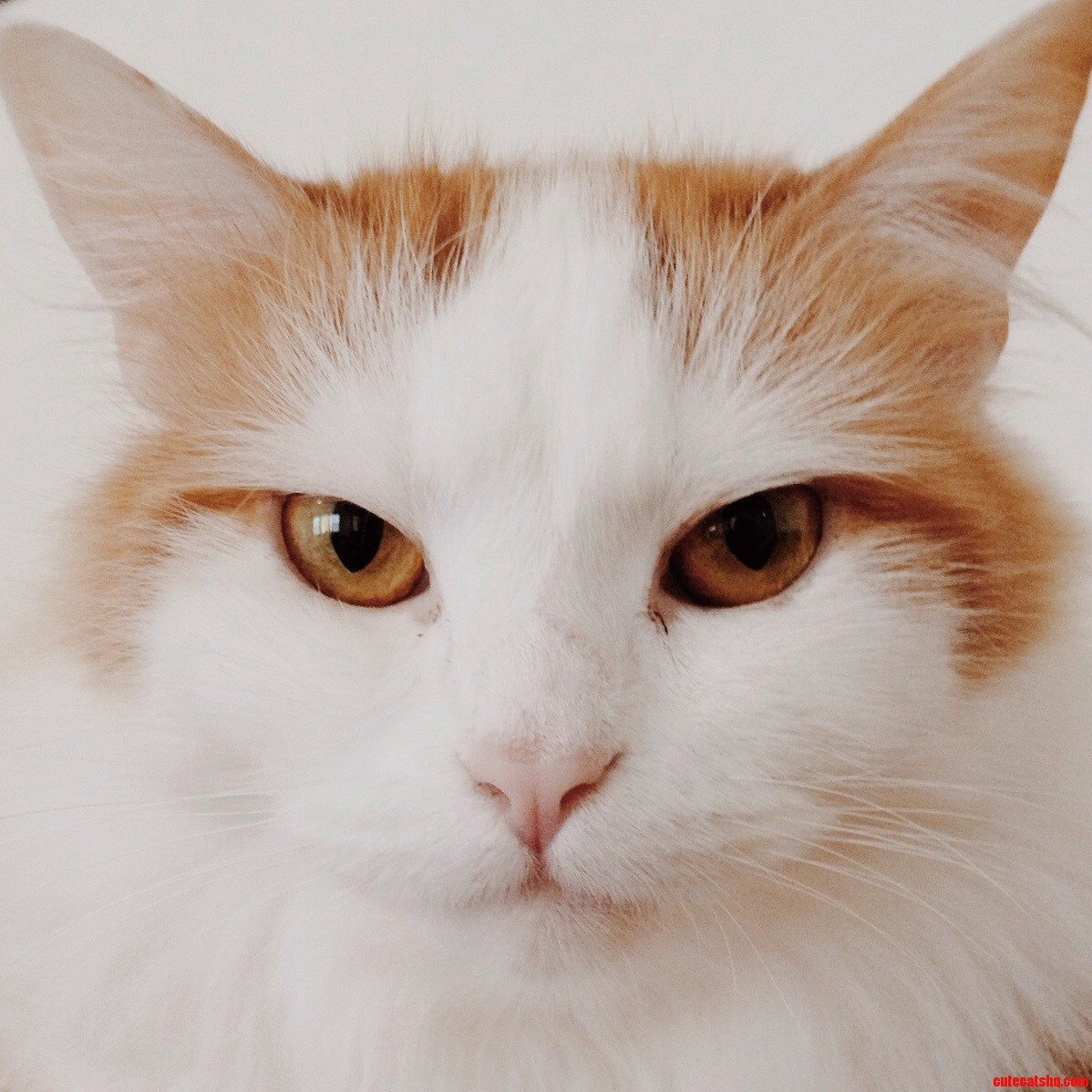 Hi . Meet Cricket.