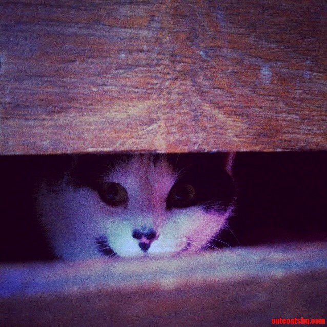 Hiding in My Dresser Drawer.. Sneaky