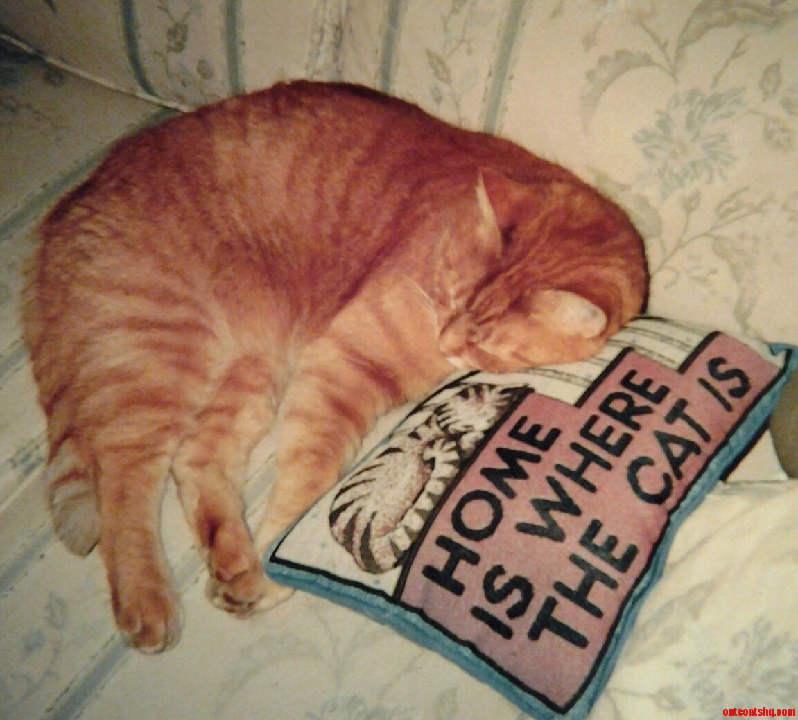 Home Is Where the Cat Is