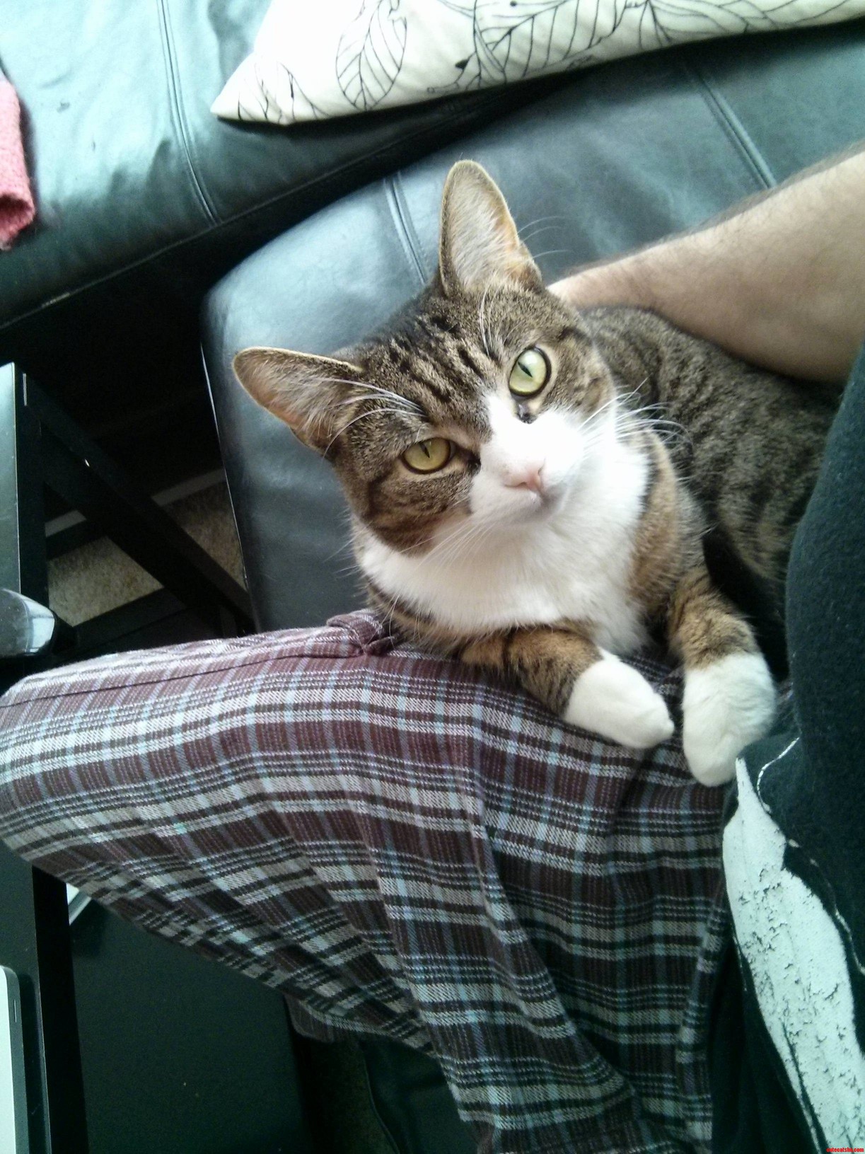 Home Sick Today and This Guy Is Helping Me Rest Up.