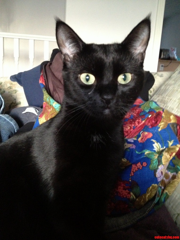Hope Im Not Too Late for Black Cat Friday