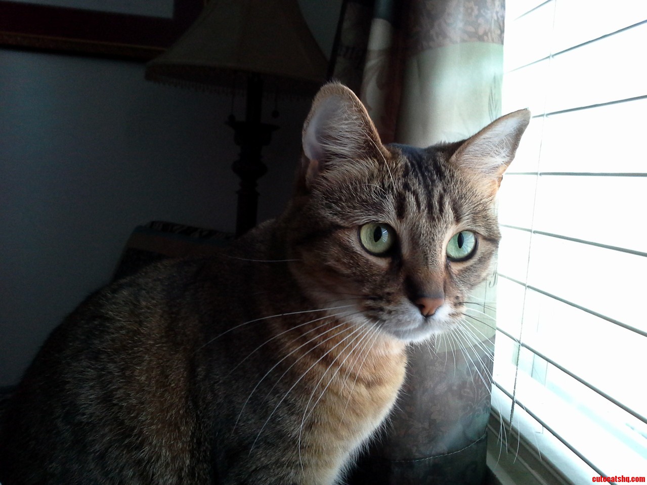 How Much Is That Kitty in the Window Priceless