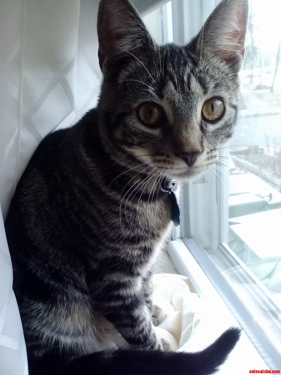 How Much Is That Kitty in the Window