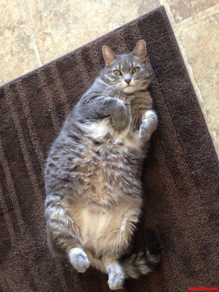 How My Cat Lays All the Time